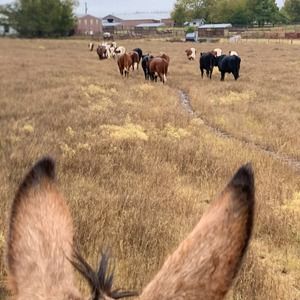 Meet your Posher, Dawn